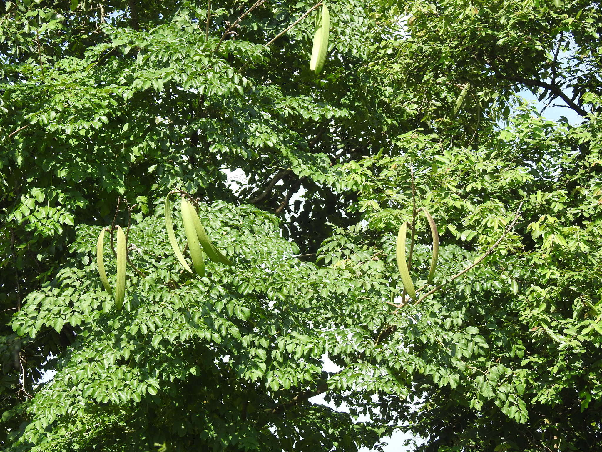 Image of Oroxylum