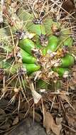 Echinopsis candicans (Gillies ex Salm-Dyck) D. R. Hunt的圖片