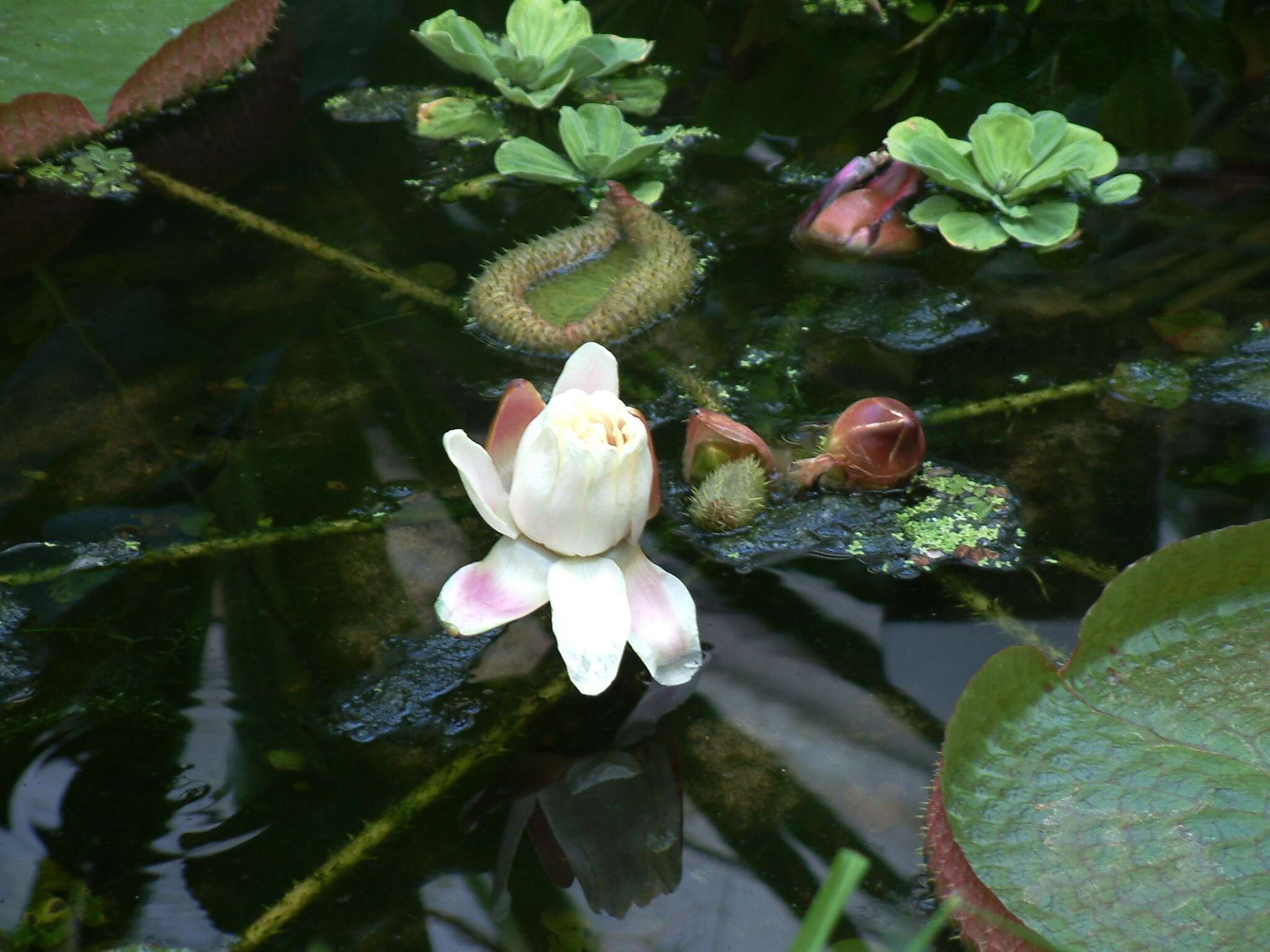 Image of Santa Cruz water-lily