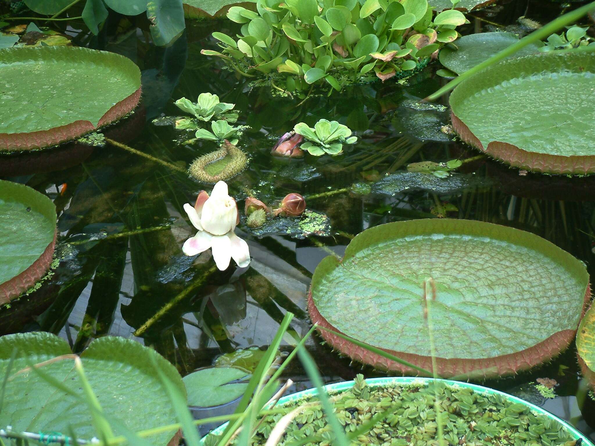 Image of Santa Cruz water-lily