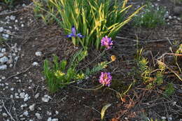 Image de Oxytropis altaica (Pall.) Pers.