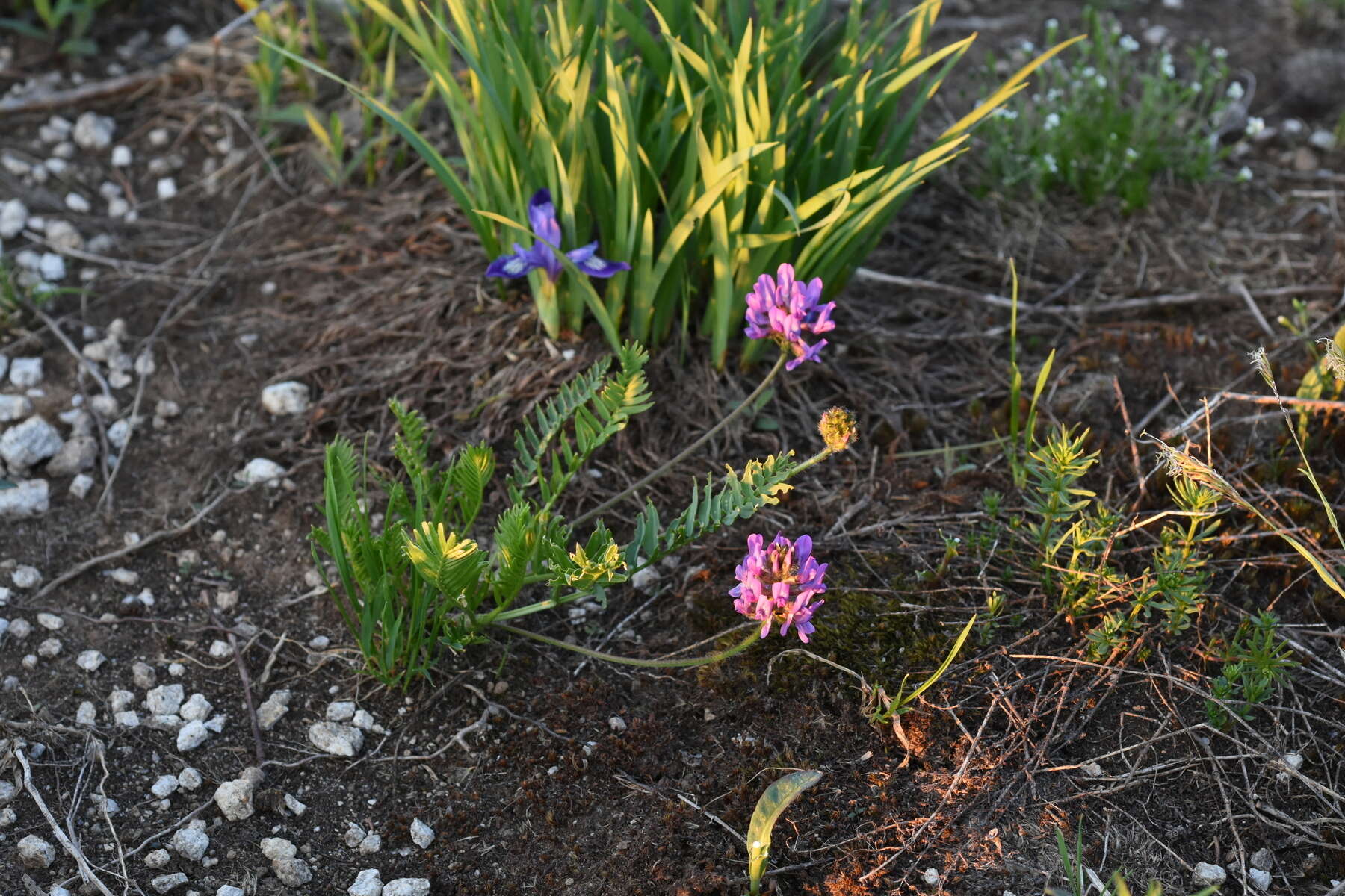 Image de Oxytropis altaica (Pall.) Pers.