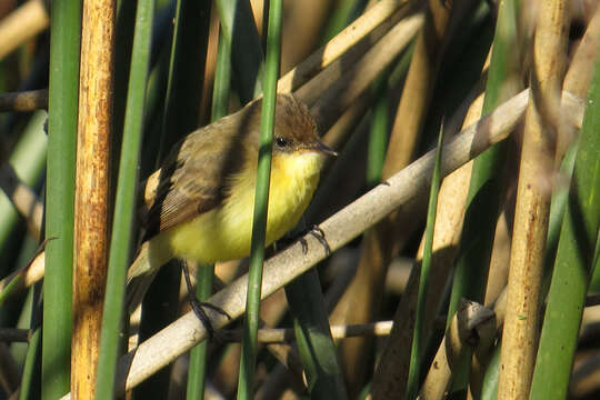 Image of Warbling Doradito