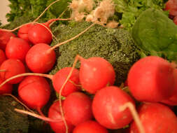 Image of sprouting broccoli