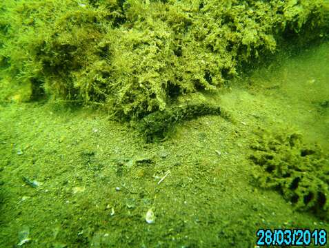 Image of Frayedfin goby