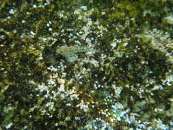 Image of Ornate goby