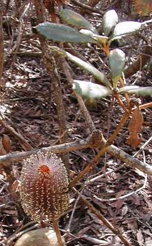 Image of Banksia conferta A. S. George