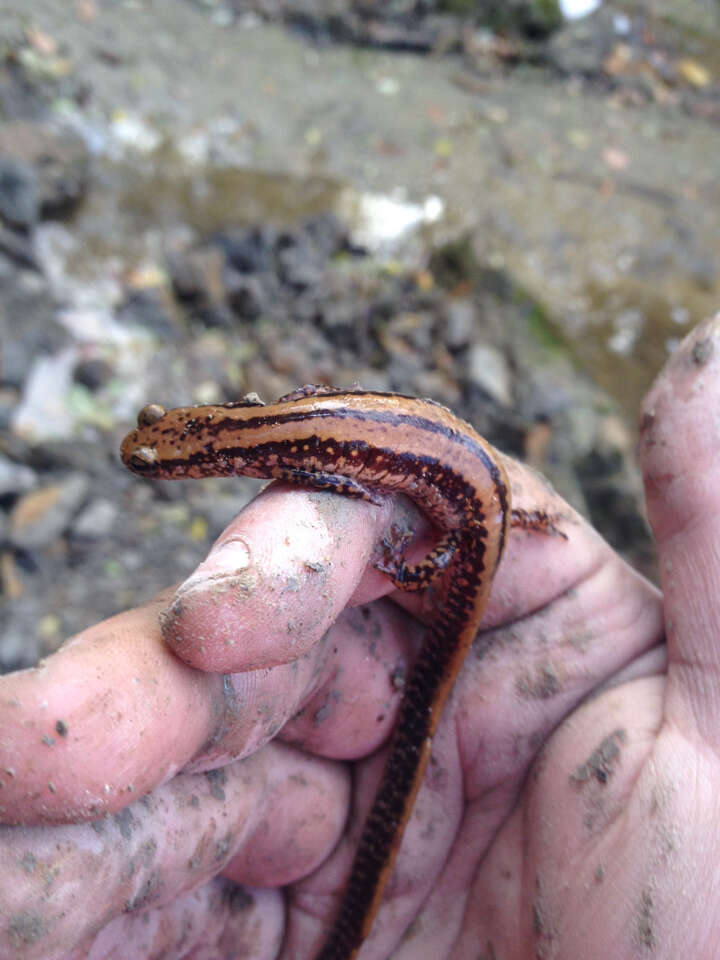 Image of Three-lined Salamander