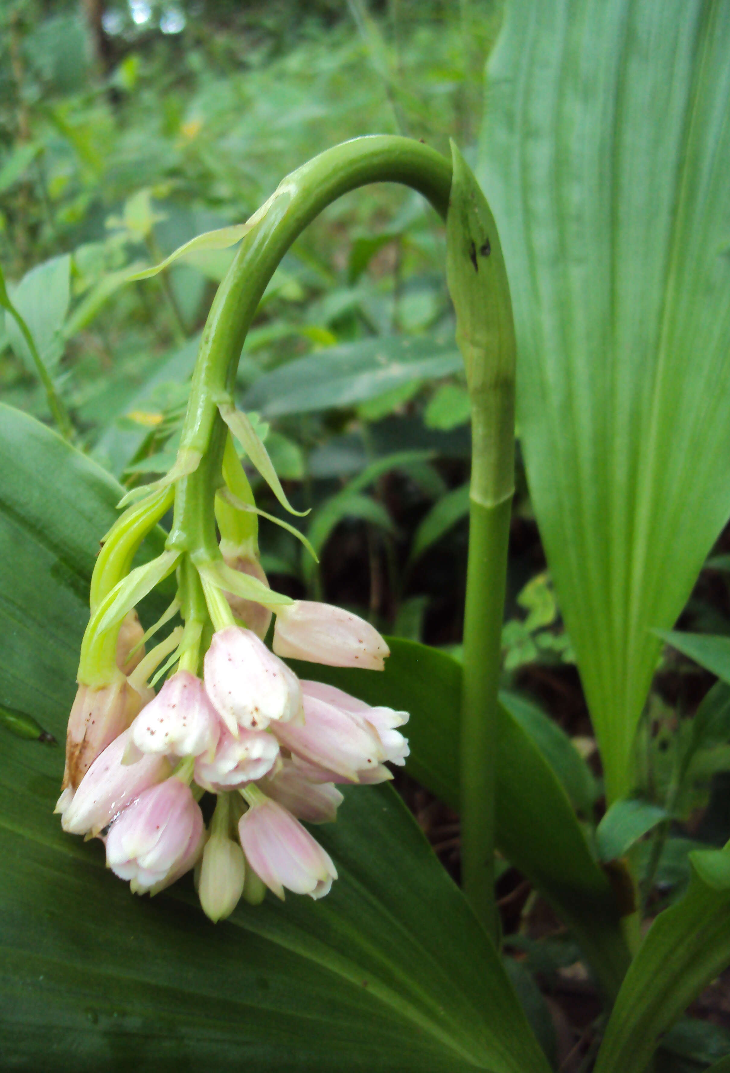 Imagem de Geodorum densiflorum (Lam.) Schltr.