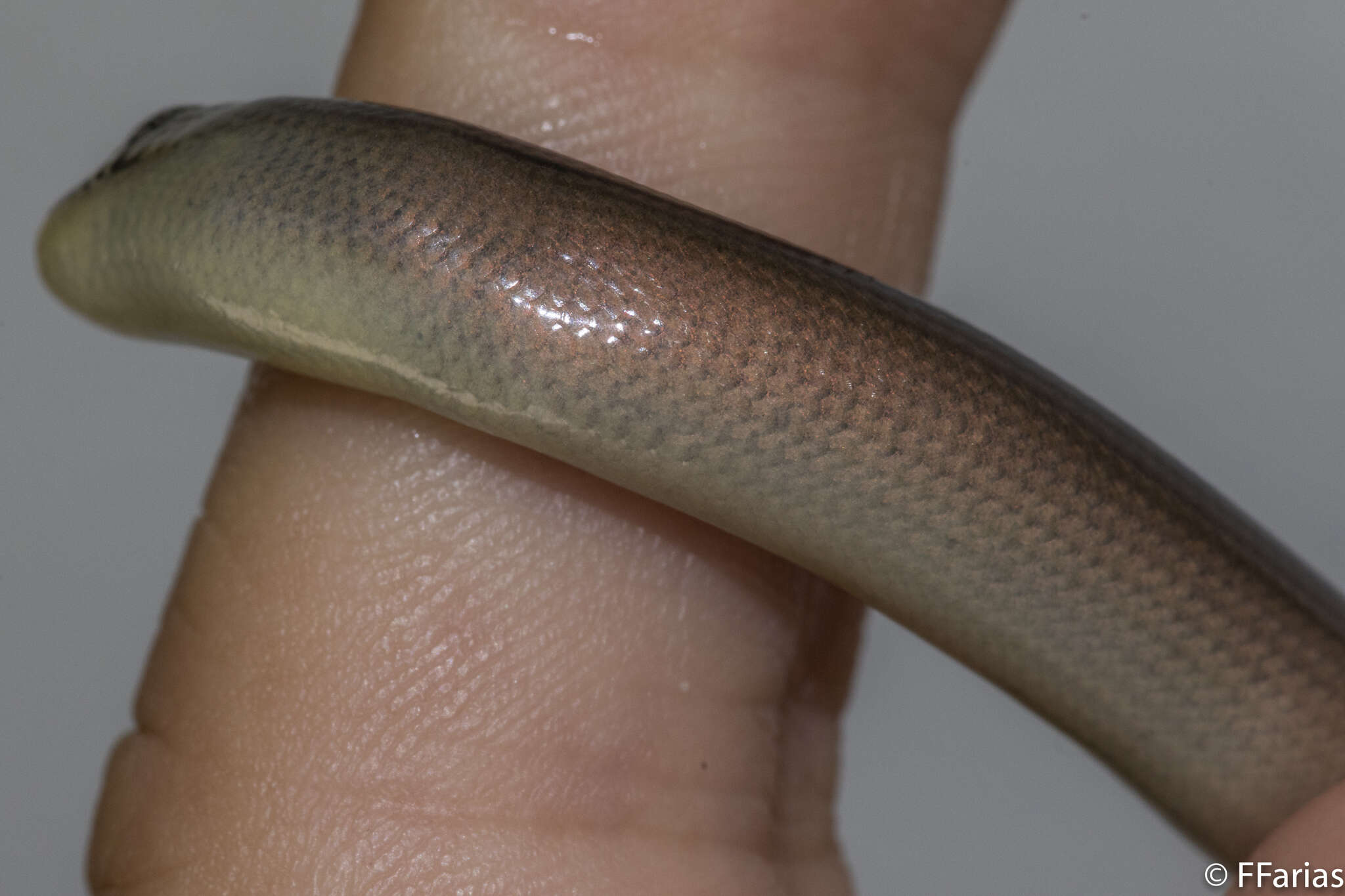 Image of Yacupoi Worm Lizard