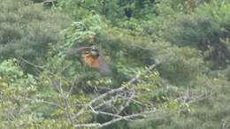 Buteo jamaicensis costaricensis Ridgway 1874 resmi