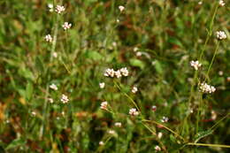 Image of Arrow-Leaf Tearthumb