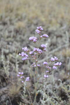 Imagem de Limonium tomentellum (Boiss.) O. Kuntze