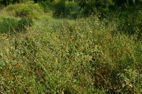 Image of Arrow-Leaf Tearthumb