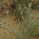 Image of Tragopogon ruthenicus Bess. ex Krasch. & Nikitin