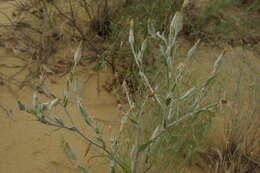 Image of Tragopogon ruthenicus Bess. ex Krasch. & Nikitin