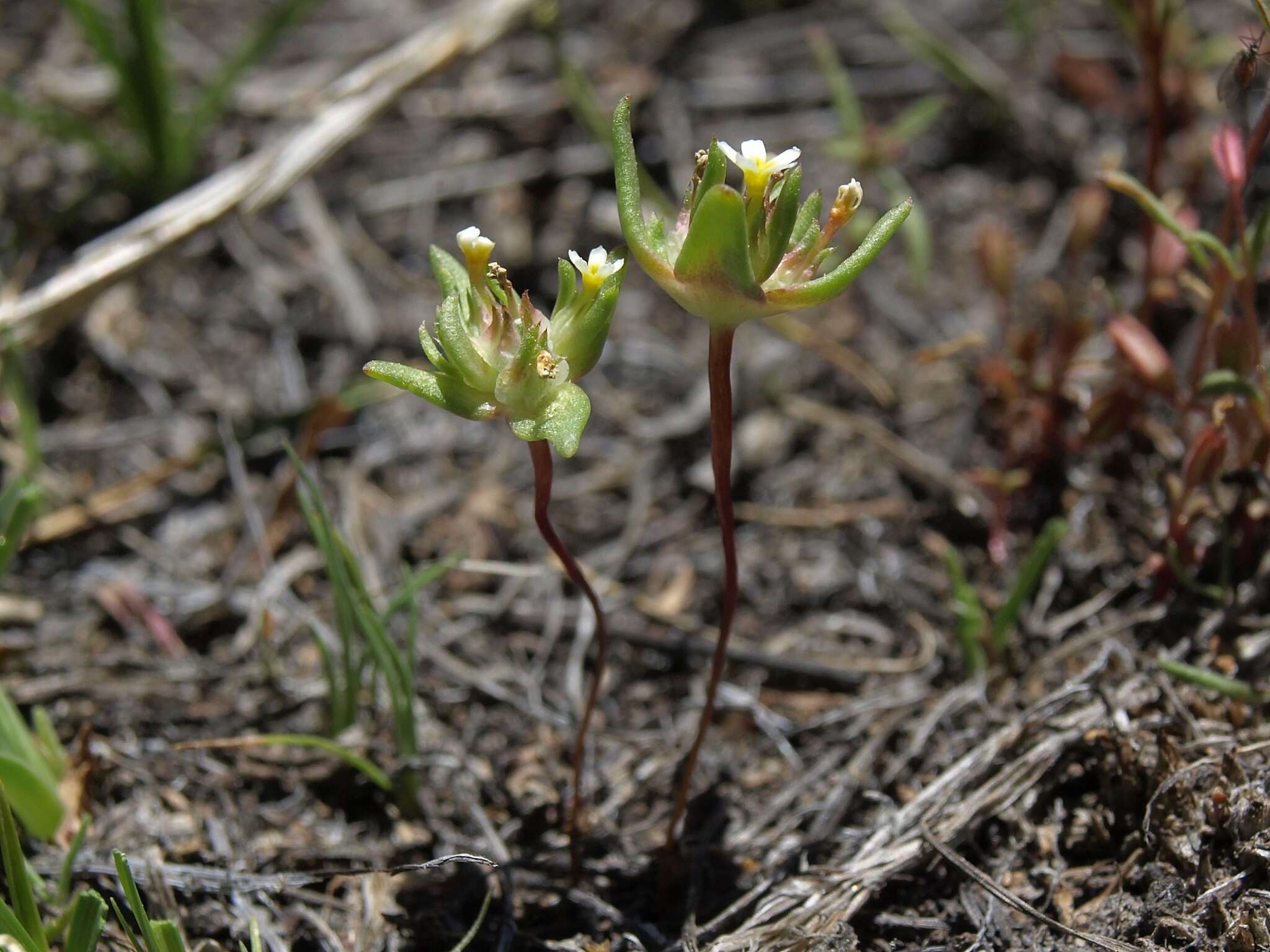 Image of Small-Flower Starlet