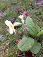 Image of Primrose