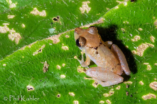 Image of Pristimantis kichwarum Elmer & Cannatella 2008