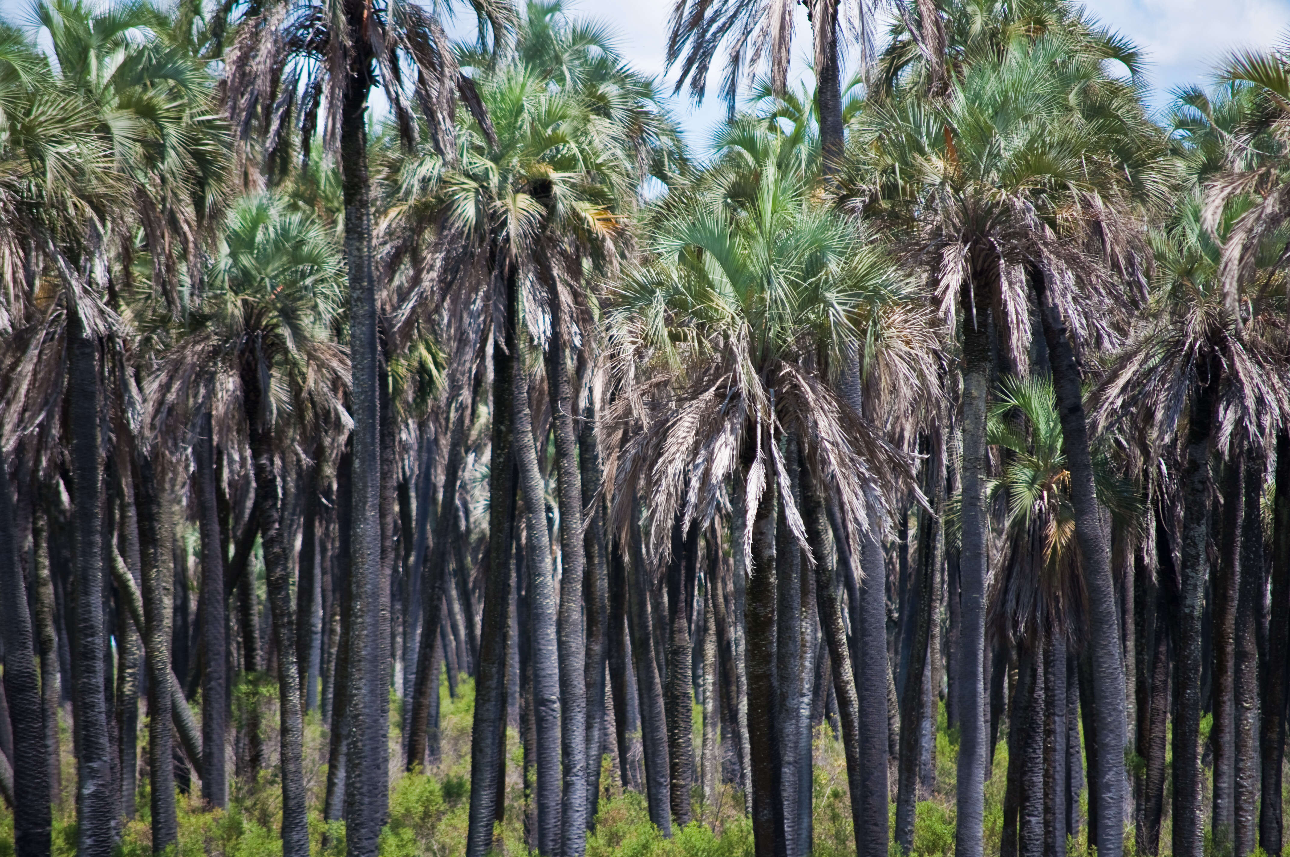 Image of Yatay palm