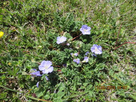 Image of <i>Erodium fumarioides</i>