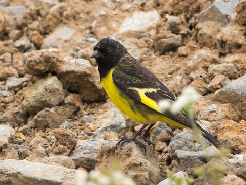 Image of Yellow-rumped Siskin