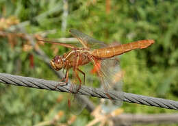 Image of Flame Skimmer