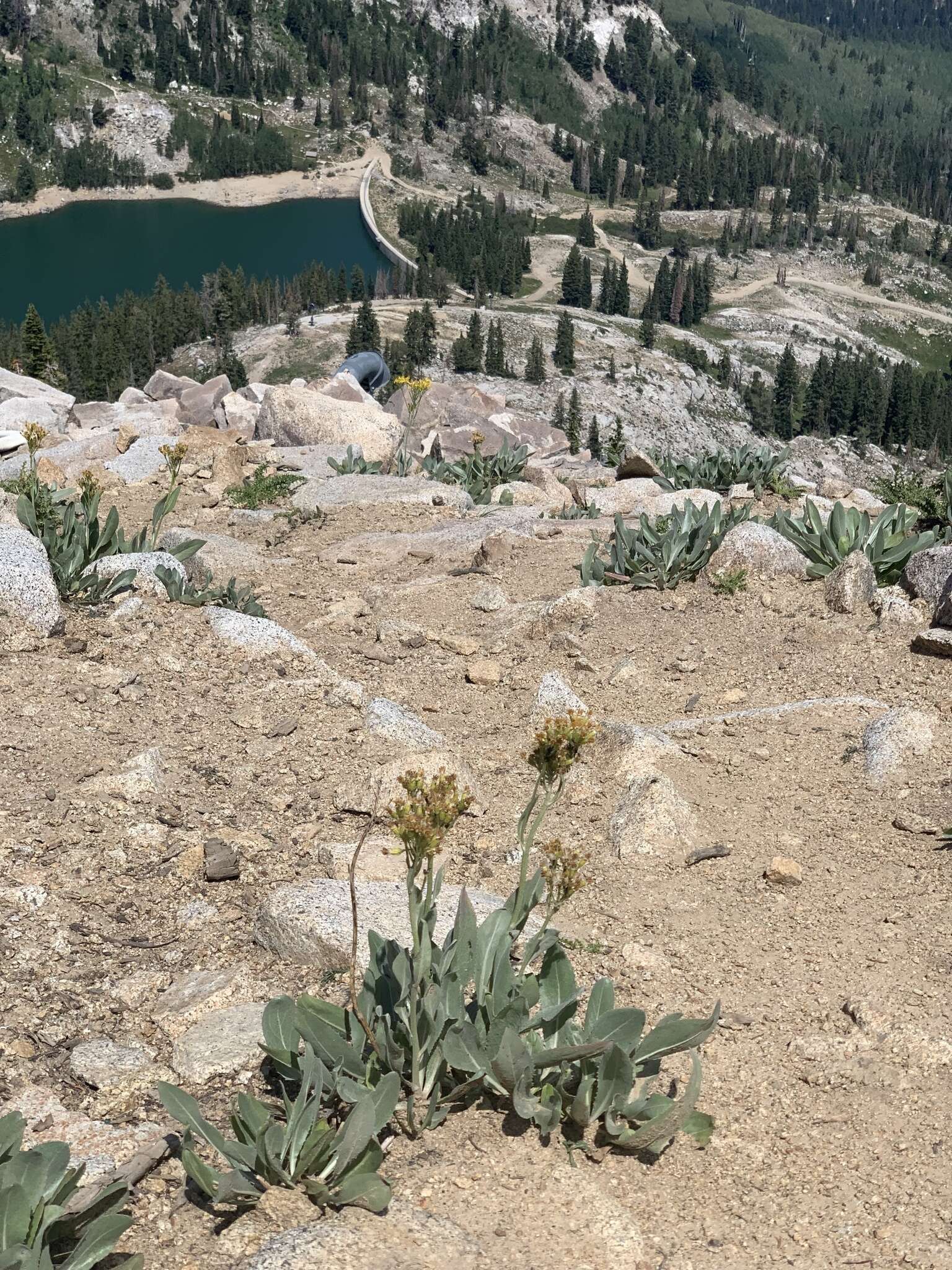 Imagem de Senecio atratus Greene