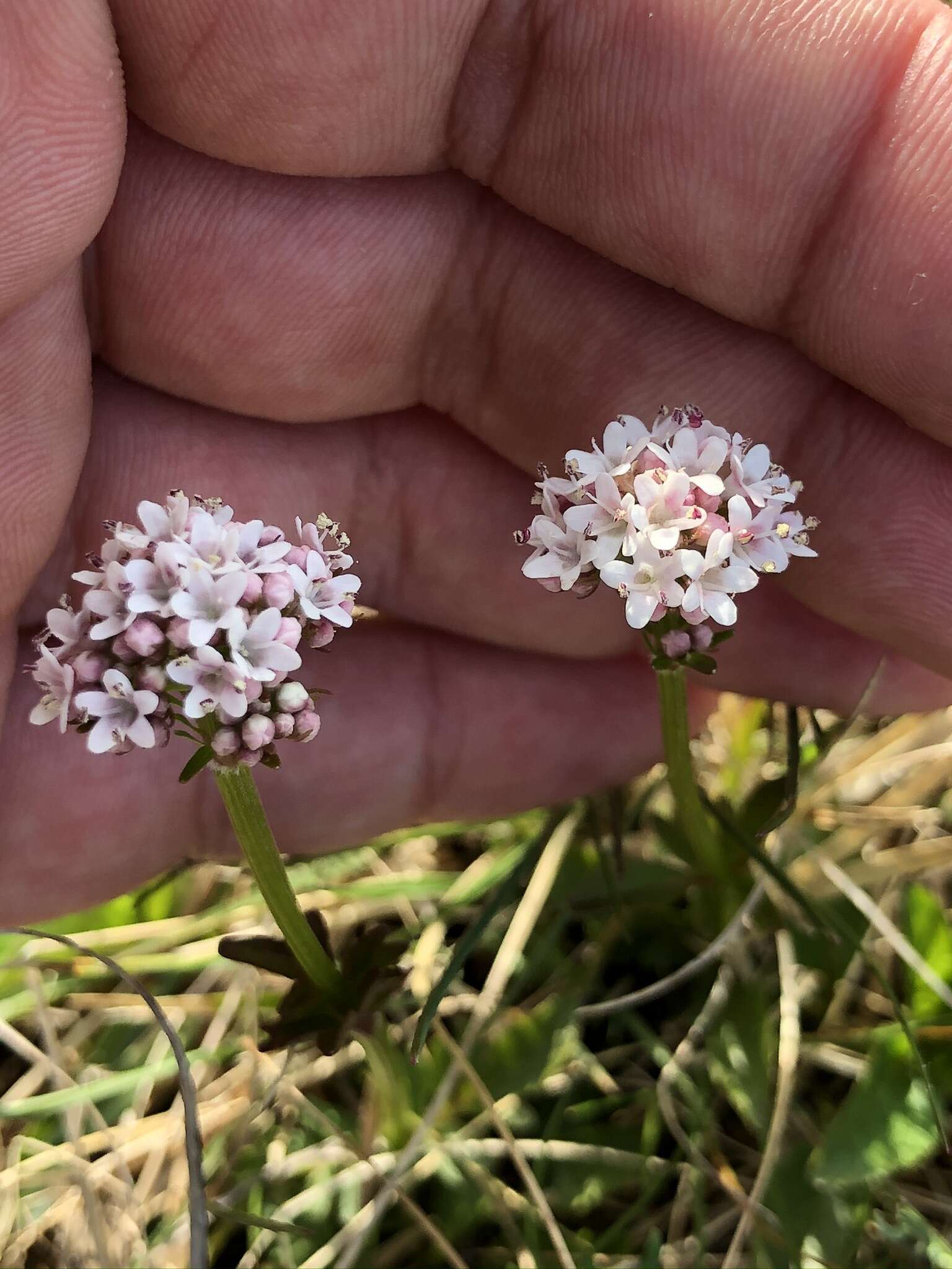 Image of marsh valerian