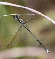 Imagem de Lestes virgatus (Burmeister 1839)