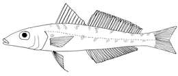 Image of Thai whiting