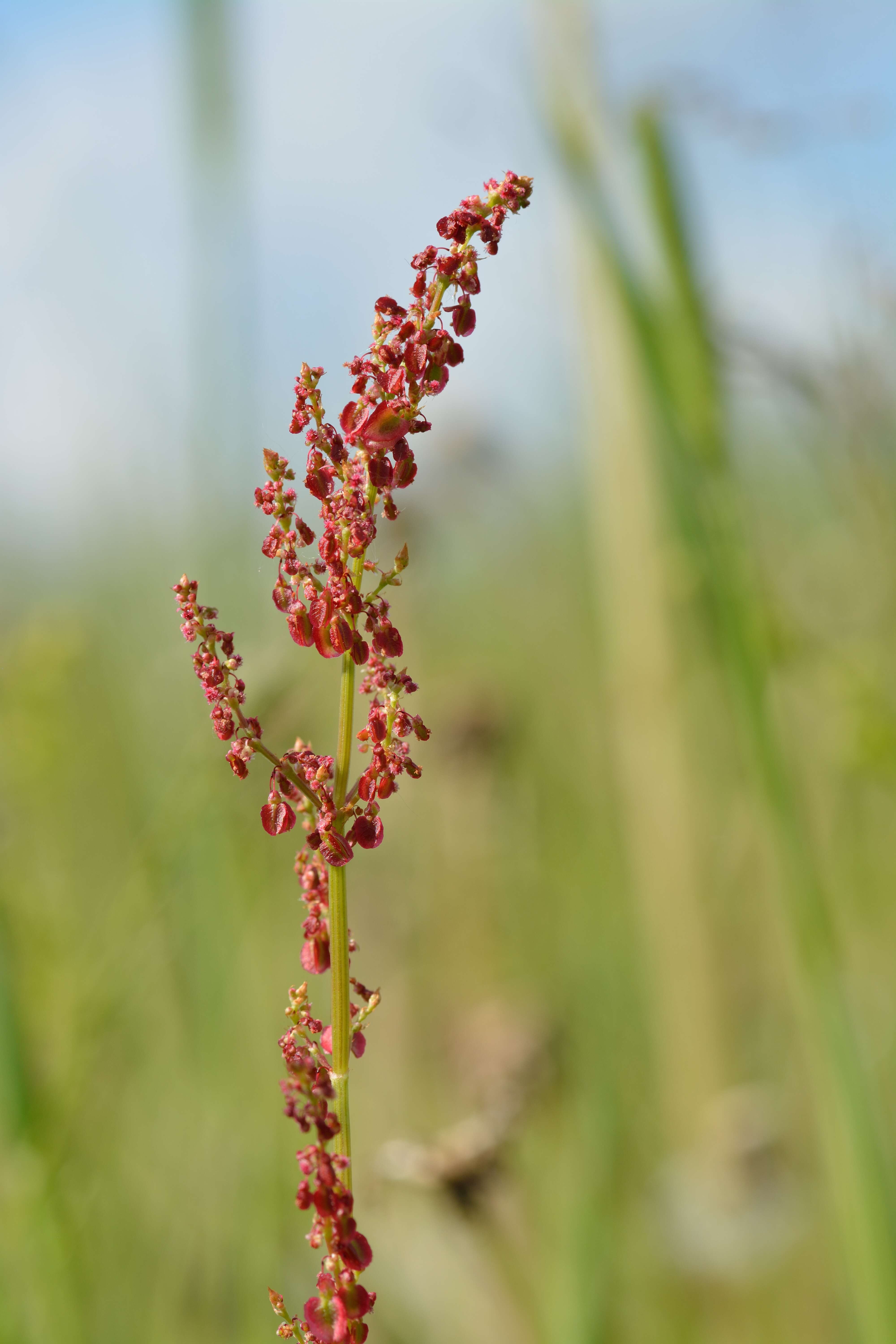 Image of Common Sorrel