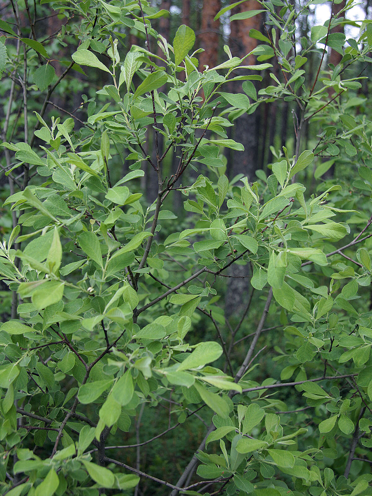 Image of eared willow