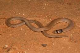 Image of Western hooded scaly-foot