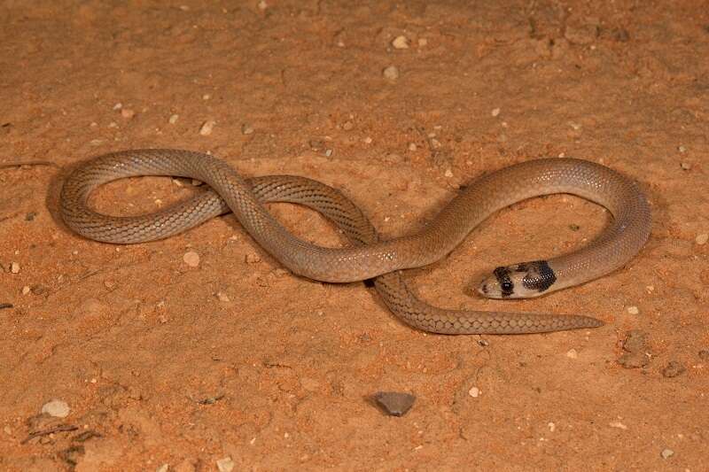 Image of Western hooded scaly-foot