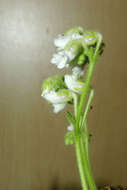 Image of Streptocarpus pogonites Hilliard & B. L. Burtt