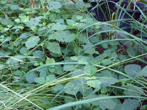 Image of patchouli