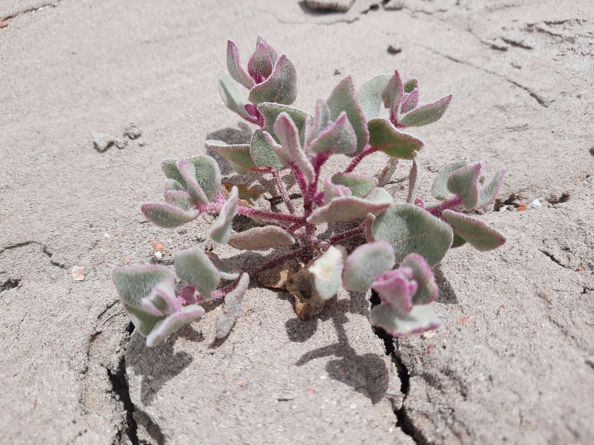 Image of sack saltbush