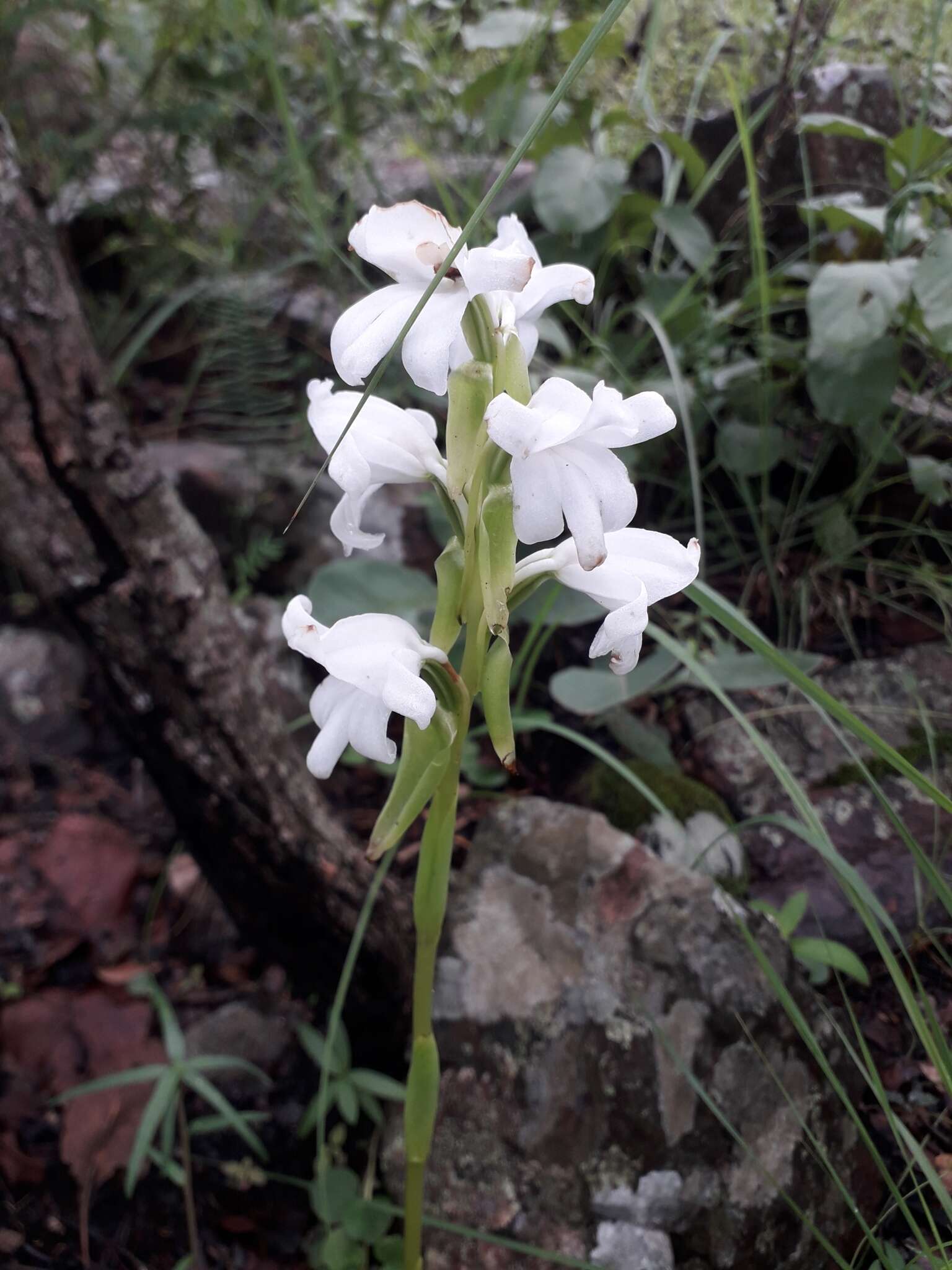 Image of Satyrium kitimboense Kraenzl.