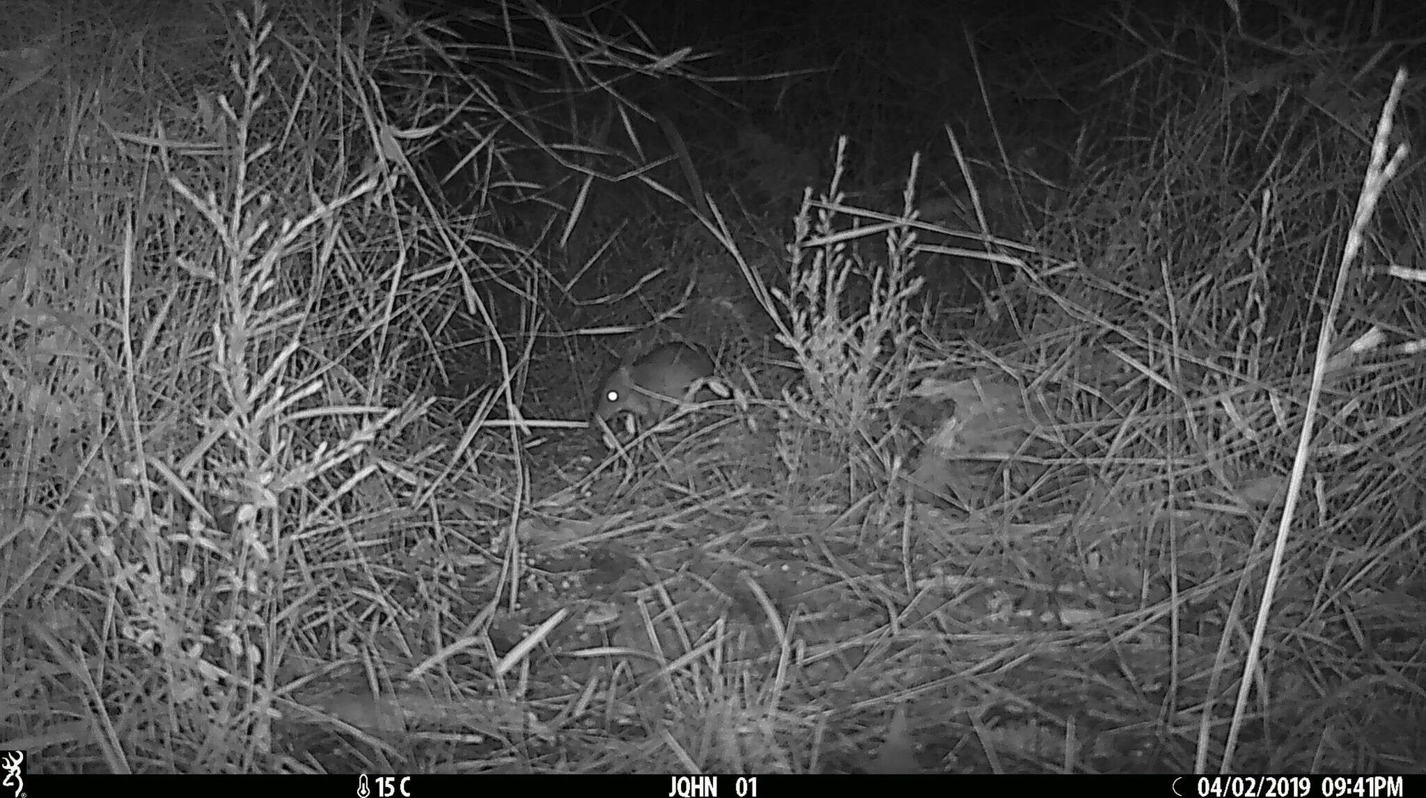 Image of Long-nosed Bandicoot