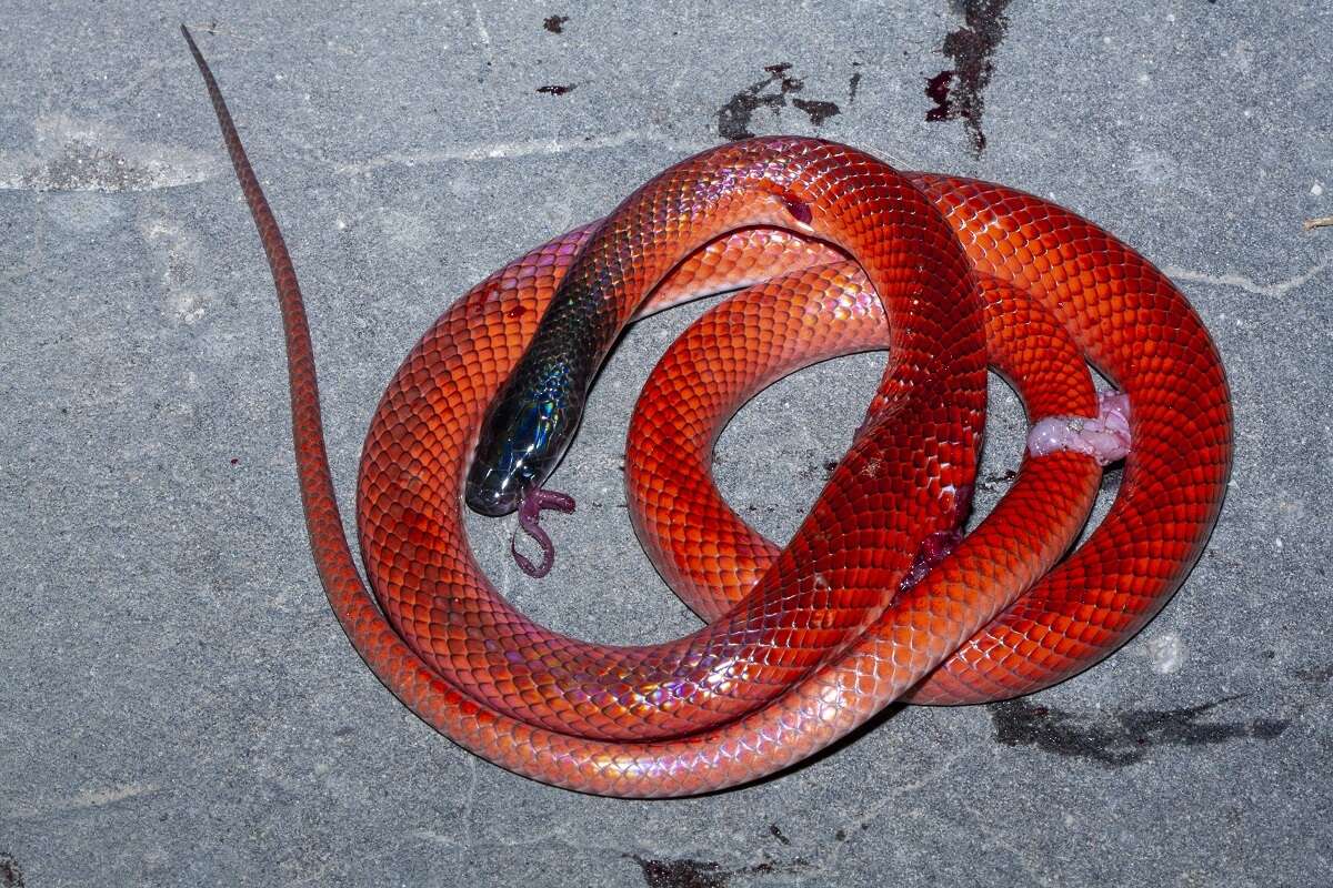 Image of Crowned False Boa