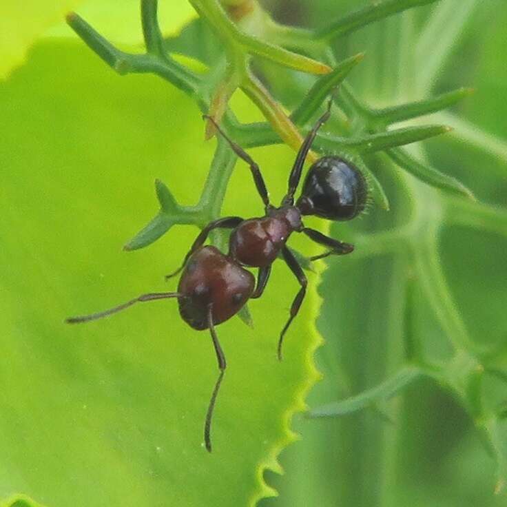 Image of <i>Camponotus ruber</i>