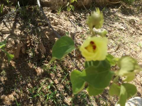 Image of Gossypium klotzschianum Anderss.