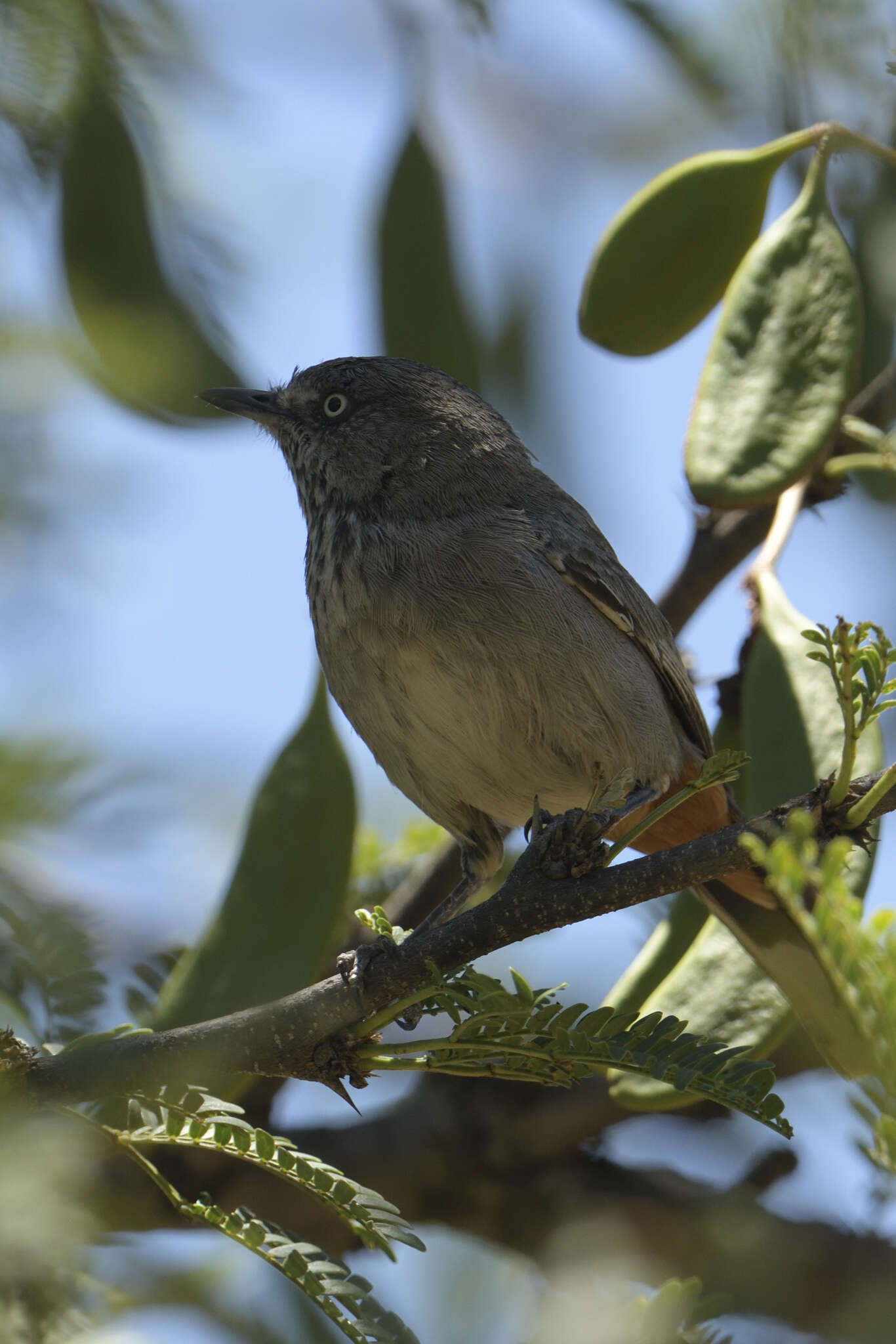 Image of Curruca subcoerulea orpheana (Clancey 1954)