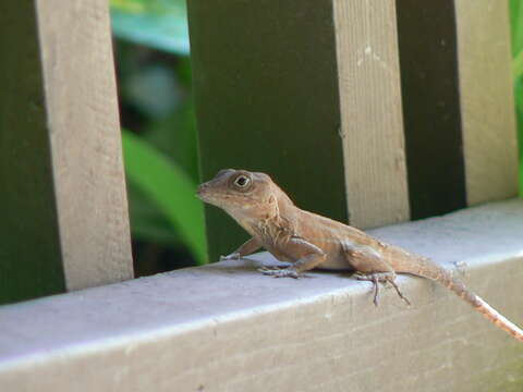 Sivun Anolis cybotes Cope 1862 kuva