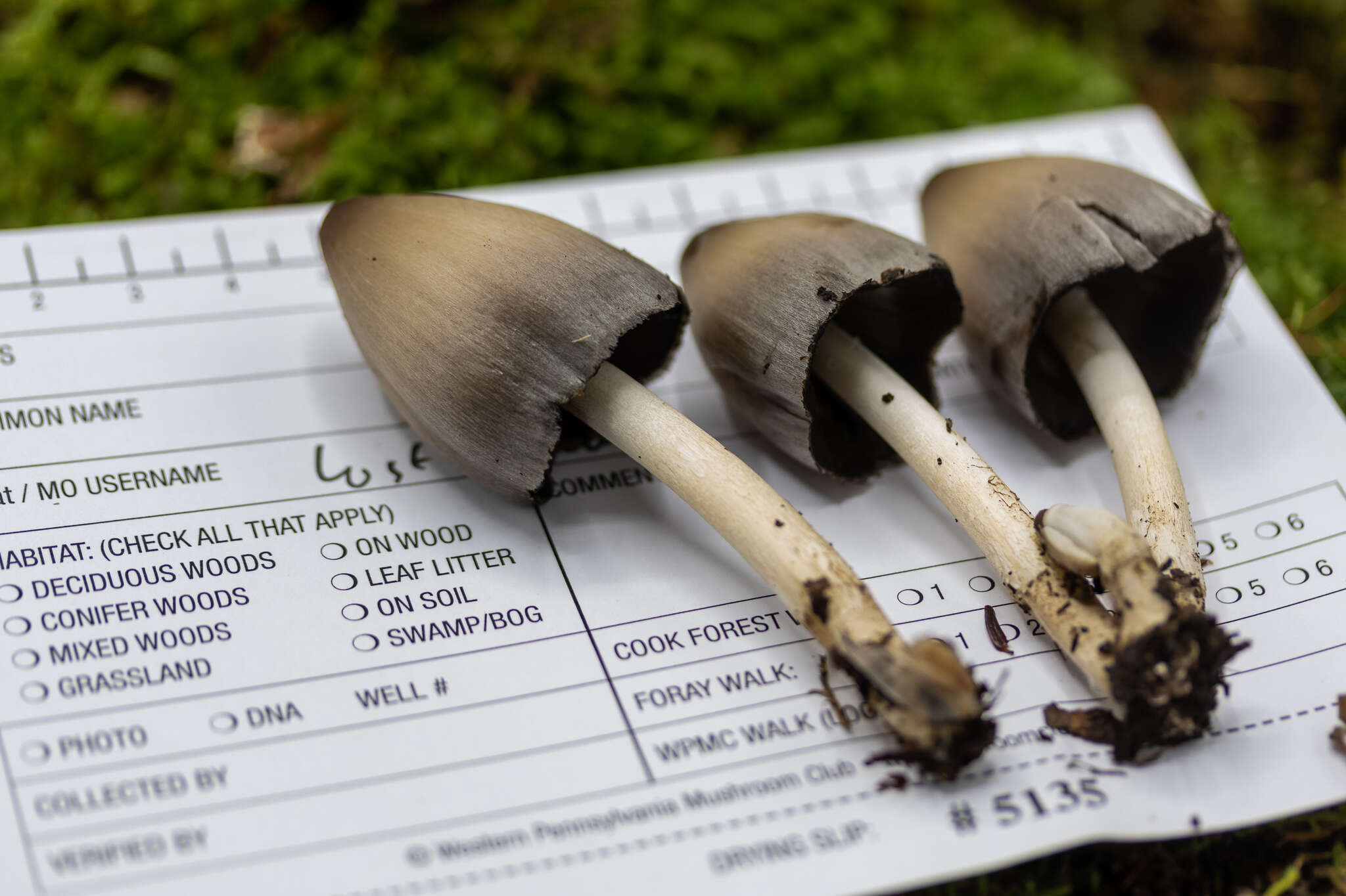 Coprinopsis pinguispora (Bogart) Redhead, Vilgalys & Moncalvo 2001的圖片