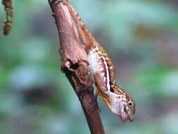 Image of Many-scaled Anole