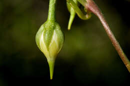 Plancia ëd Ipomoea cardiophylla A. Gray