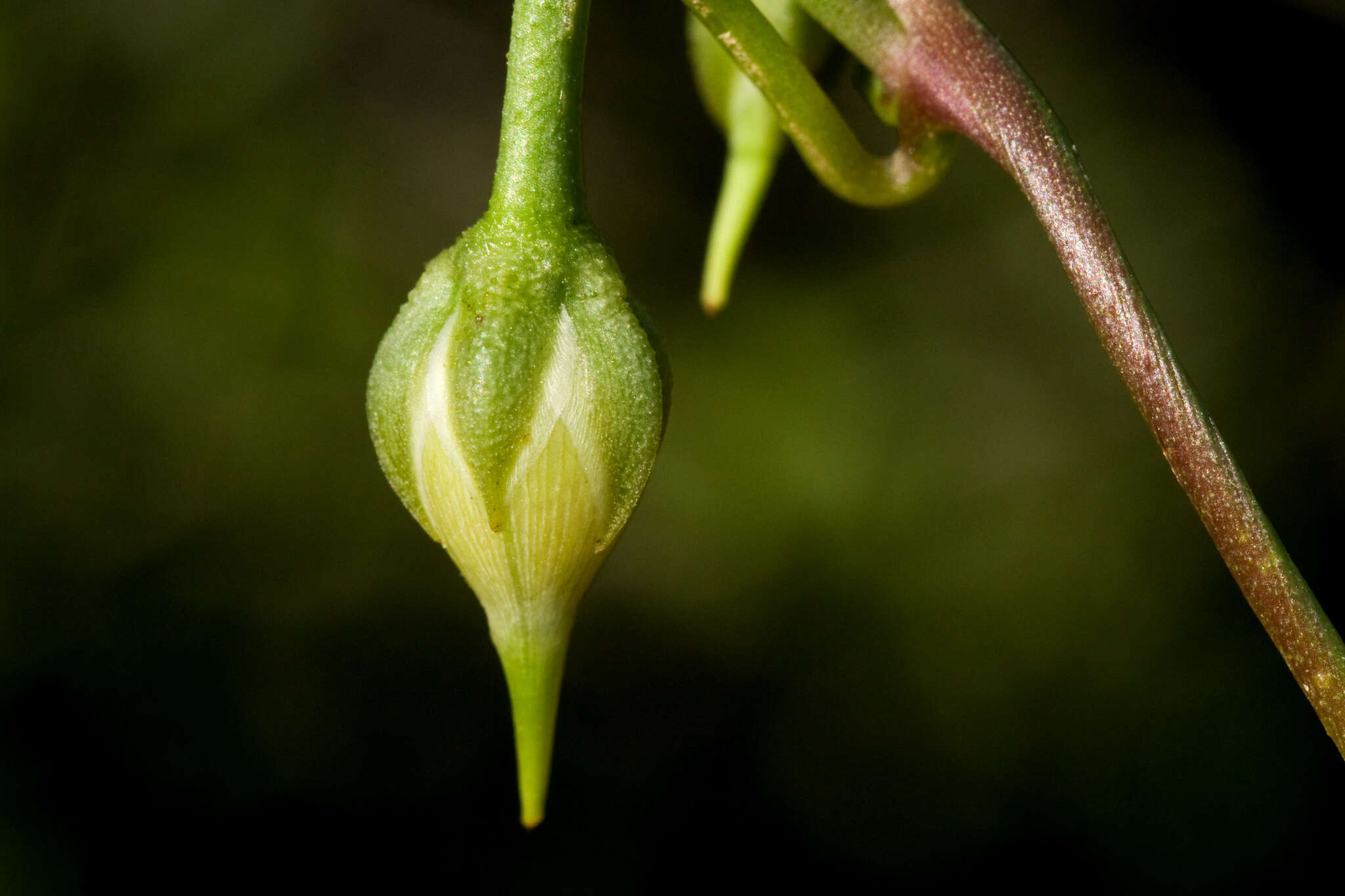 Image of heartleaf morning-glory