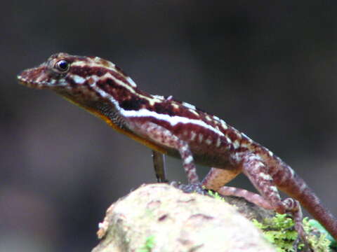 Image of Many-scaled Anole